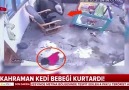 ahaber - Kahraman kedi bebeği kurtardı