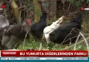 A Haber Tekrar yayını büyümeye devam...