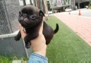 A handful of tiny pug puppy