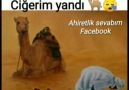 Ahiretlik sevabım - Devenin hikayesi Ciğerim yandı resmen Facebook