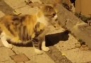 Ahmet Ündere - Kedilerin yüz karası