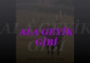 AHMET YAZKAN   ALA GEYİK GİBİ