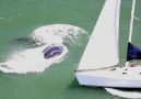 A humpback whale narrowly misses a sailing boat in San Francisco Bay.