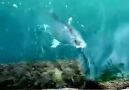 A hungry big fish attack to eat a clever little fish