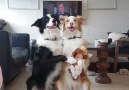 Aile fotoğrafı için poz veren köpekler...