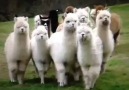 Ain't nobody messing with these Alpacas