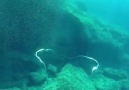 Air rings colliding under water.