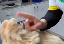 Ajanimo - Kedi hastasını ikna etmeye çalışan veteriner hekim