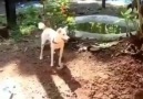 ajanimo.tv - Kara kuşaklı köpekten ölüm vuruşu