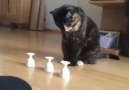 Akıllı  Kedi  Görenleri  Hayrete  Düşürüyor