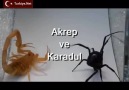 Akrep ve Karadul