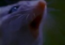Akrep zehirinden etkilenmeyen etçil fare
