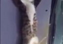 Akşamdan Kalma Kedi