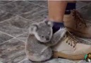 Aksesuar Gibi Takılan Koala