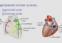 Akut Koroner Yetmezlik - EKG ve Güncel Protokoller