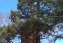 Akyazı Kolik - Bir ağacı kesmeden başka yere taşımak