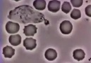 Akyuvar hücresinin bakteriyi kovalaması saniye saniye kaydedildi
