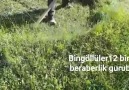 Alaattin Önalan - Bingöl sancak karapınar köyü ot biçme...