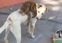 Alanyalı Medya - Köpeği Anası Sanan Maymun - Alanyalı Dublaj Facebook