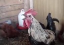 Alarm Cock!