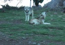 Alaskan Howling