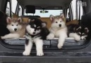 Alaskan Malamute Puppies <3