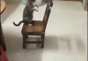 Albayrak Kamera - Mışk pışik (kedi fare