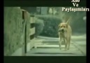 (Aldatılan Köpek)Kezevamın Ha te Xare Dılımın Şeviti