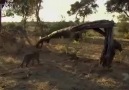 A Lesson for Humans! Leopard Kills Monkey and discovers baby! INC