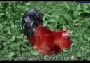 ALİ BABANIN BİR ÇİFTLİĞİ VAR EFSANE ÇOCUK ŞARKISI