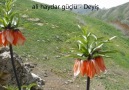 ali haydar güçlü - deyiş