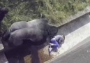 A little Boy Fell into Gorilla Den in Zoo