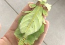 Alive Leaf Phyllium giganteum