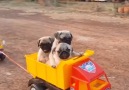 All aboard the pug train!