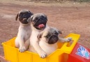 All aboard the pug train! Credit ViralHog