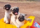 All aboard the puppy train Credit ViralHog