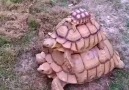 All aboard the turtle express