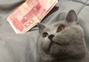 All about the money.Join our group Happy Cats