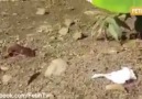 Allah dilerse karıncalarla bir kuşu yılanın elinden kurtarır