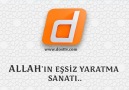 ALLAH'IN EŞSİZ SANATI