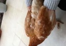 Allahu Ekber Deyince Tavuk Bakın Ne Yapıyor..