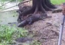 - Alligator vs. Hauskatze -