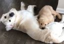 All older siblings will understand this golden retrievers struggles