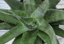 Aloe Vera does more than just relieve sunburns