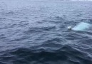 Alon Kowen - Beluga Whale celebrating the Springboks...