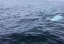 Alon Kowen - Beluga Whale celebrating the Springboks...