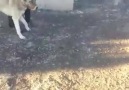 ALOŞun 10 aylıkken deneme maçı ilk maçı