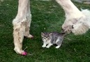 Alpaca Has One Goal In Life: Cats