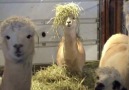 Alpacas are my new favourite animal ViralHog