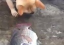Altın Kalpli Köpek Balıkları Yaşatmaya Çalışıyor